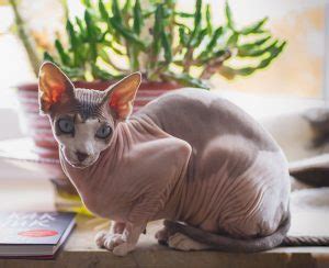 Nakenkatt: Alt du trenger å vite om Sphynx katter